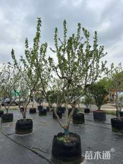 7公分樱桃