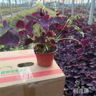 高度40厘米红花酢浆草