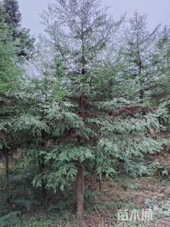 10公分北美红杉