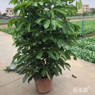 高度45厘米澳洲鸭脚木