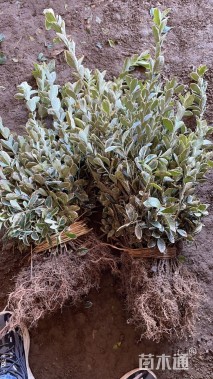 高度40厘米金边黄杨