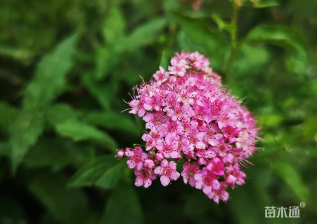 高度20厘米粉花绣线菊