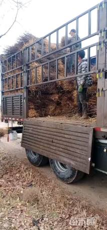 高度20厘米密枝红叶李