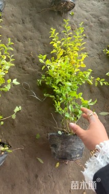 大杯苗亮晶女贞小苗
