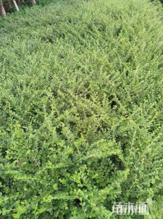 高度60厘米平枝栒子