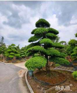 原生苗造型罗汉松