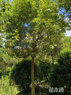 10公分大叶女贞