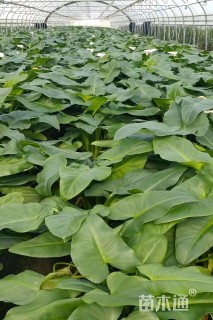 高度60厘米马蹄莲