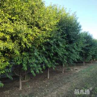 12公分菊花碧桃