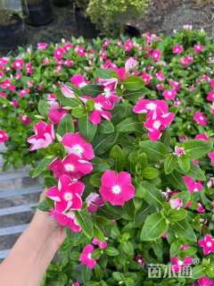 高度10厘米长春花