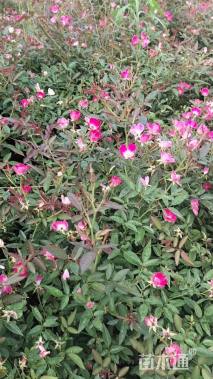 高度40厘米丰花月季