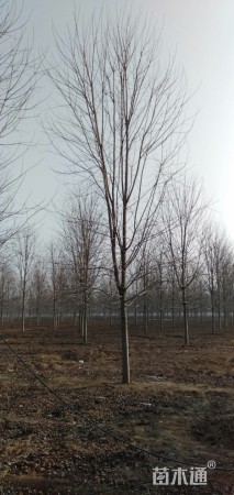 15公分美国红枫