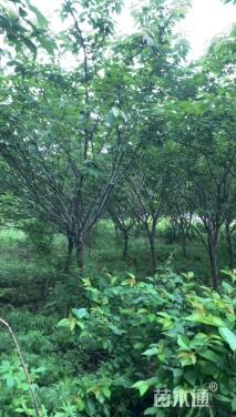 11公分日本晚樱