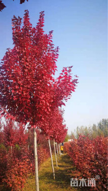 10公分美国红枫