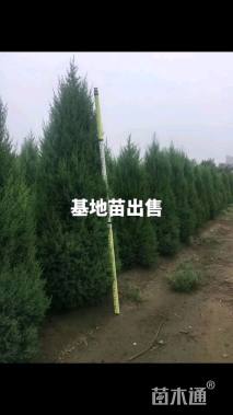 高度200厘米塔柏