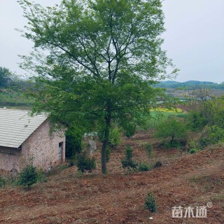 原生苗朴树