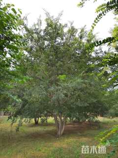 12公分(5杆)丛生朴树