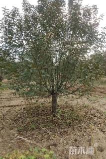 15公分绚丽海棠