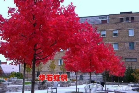 5公分美国红枫