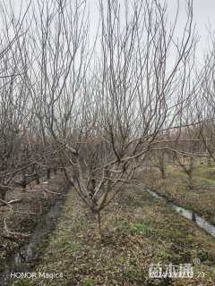 高度300厘米李子树