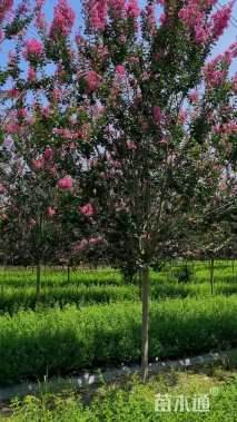 高度300厘米大红紫薇