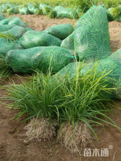 高度15厘米中叶麦冬