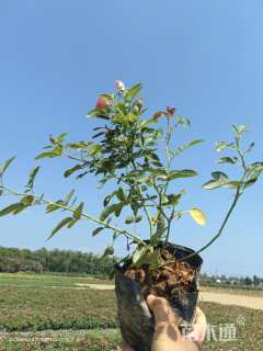 高度35厘米月季