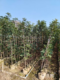 1公分黄花风铃木