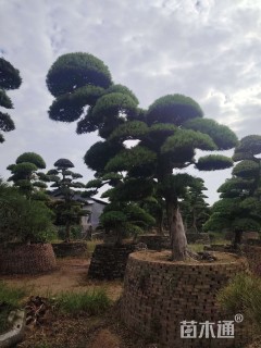 移栽苗造型罗汉松