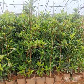 高度200厘米法国冬青