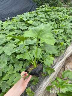 高度10厘米春羽