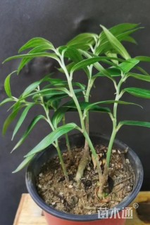 高度20厘米玉竹
