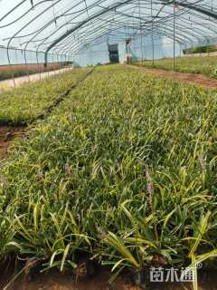 高度20厘米金边麦冬