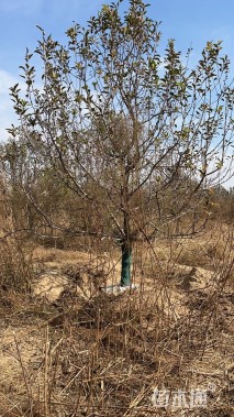 17公分八棱海棠