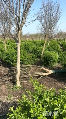 10公分红火箭紫薇