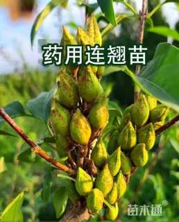 高度800厘米连翘