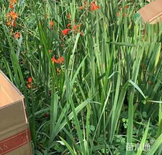 高度25厘米火星花