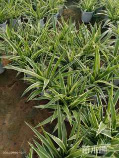 高度25厘米金边吊兰