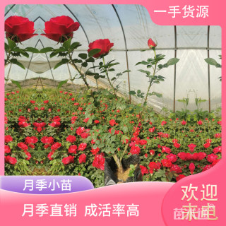 高度50厘米月季小苗