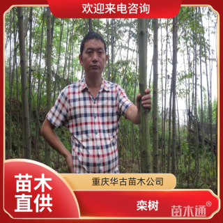 4公分栾树