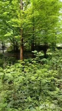 12公分乐昌含笑