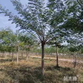 12公分合欢