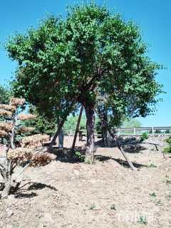 高度600厘米丁香