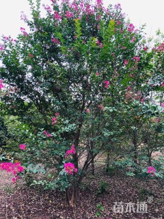 高度400厘米丛生红花紫薇