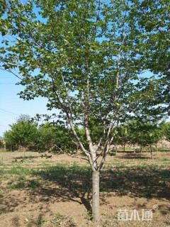 15公分染井吉野樱