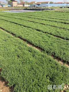 高度16厘米三七景天