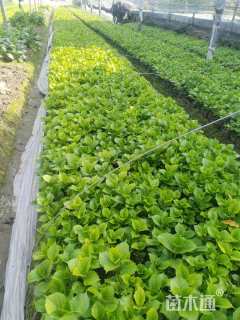 高度25厘米八仙花