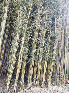 地栽苗金镶玉竹