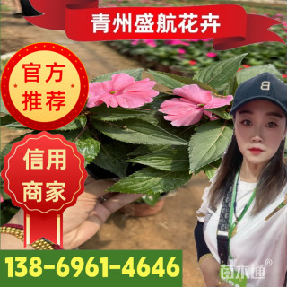 高度18厘米超级凤仙花