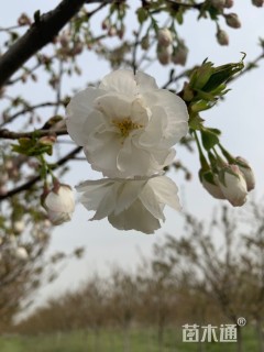 12.5公分白妙樱